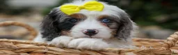 Cavapoo dogs for sale:  Preston🐶  - Ad 12