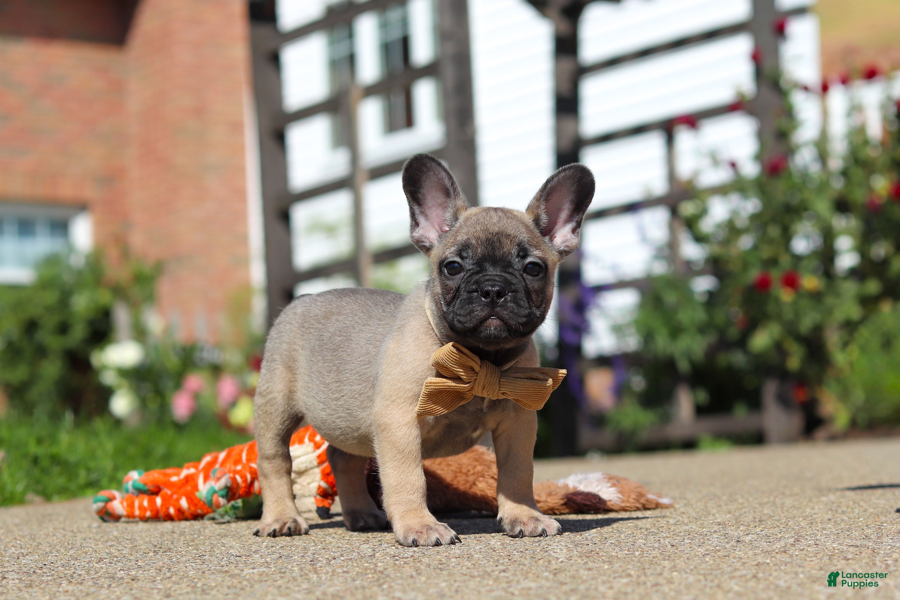 French Bulldog dogs for sale: Benny - Ad 1