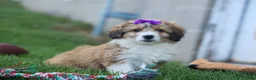 Corgipoo dogs for sale: NELLY - Ad 11