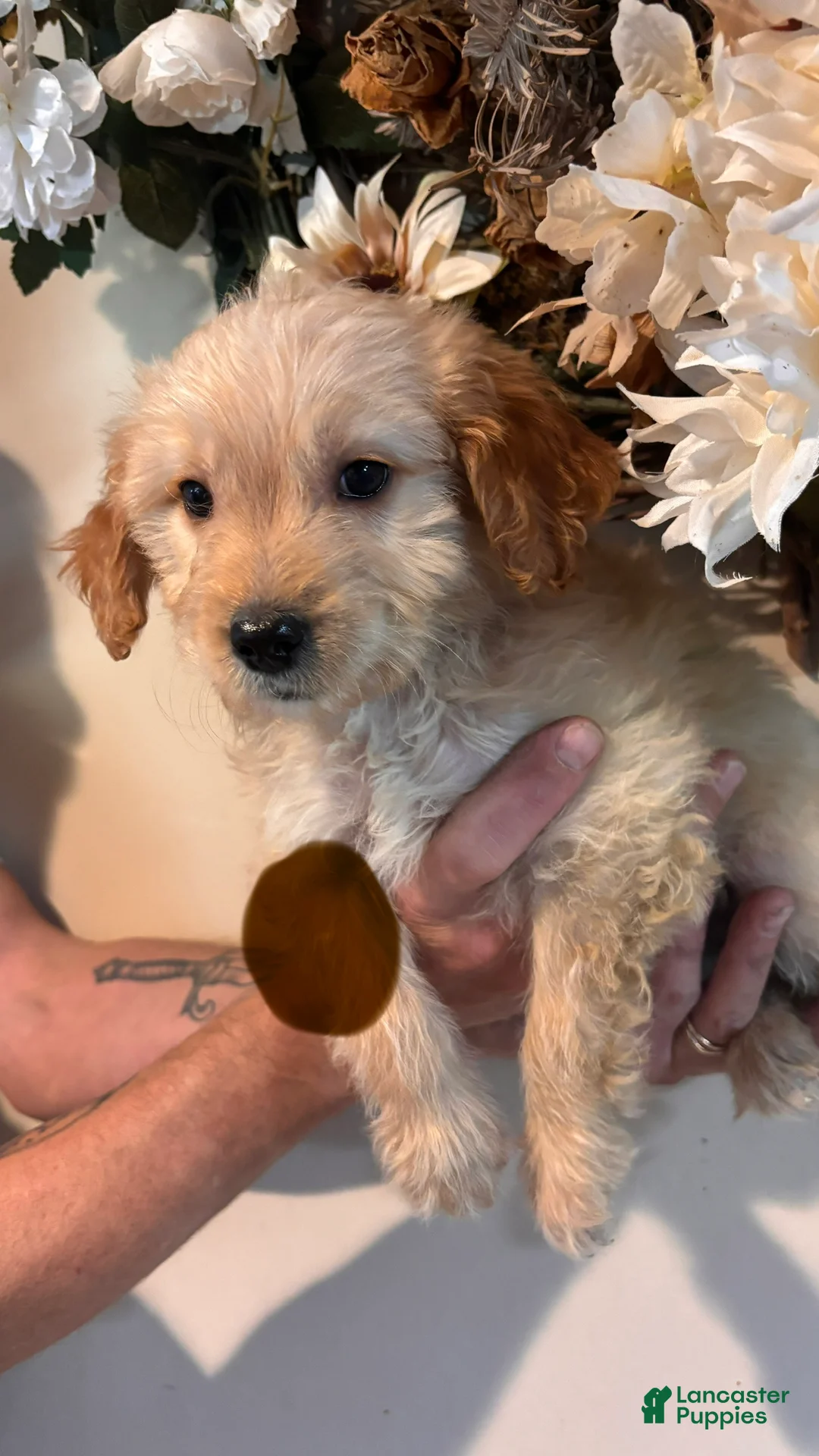 Mini Goldendoodle dogs for sale: Mini Goldendoodle 6 - Ad 2