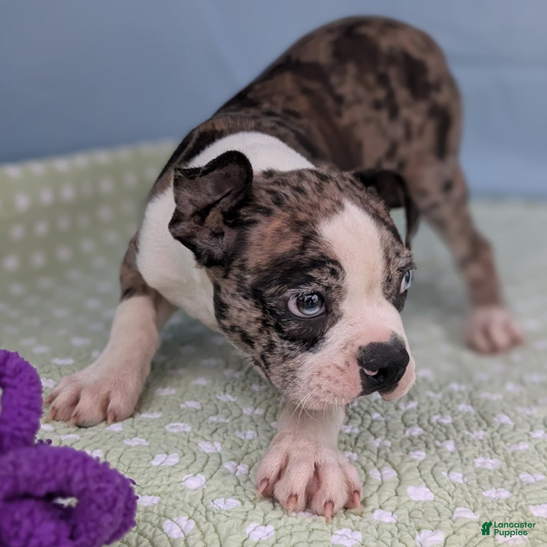 Boston Terrier dogs for sale: Merlin - Ad 10