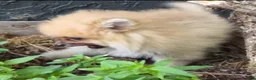 Pomeranian dogs for sale: Timber - Ad 4