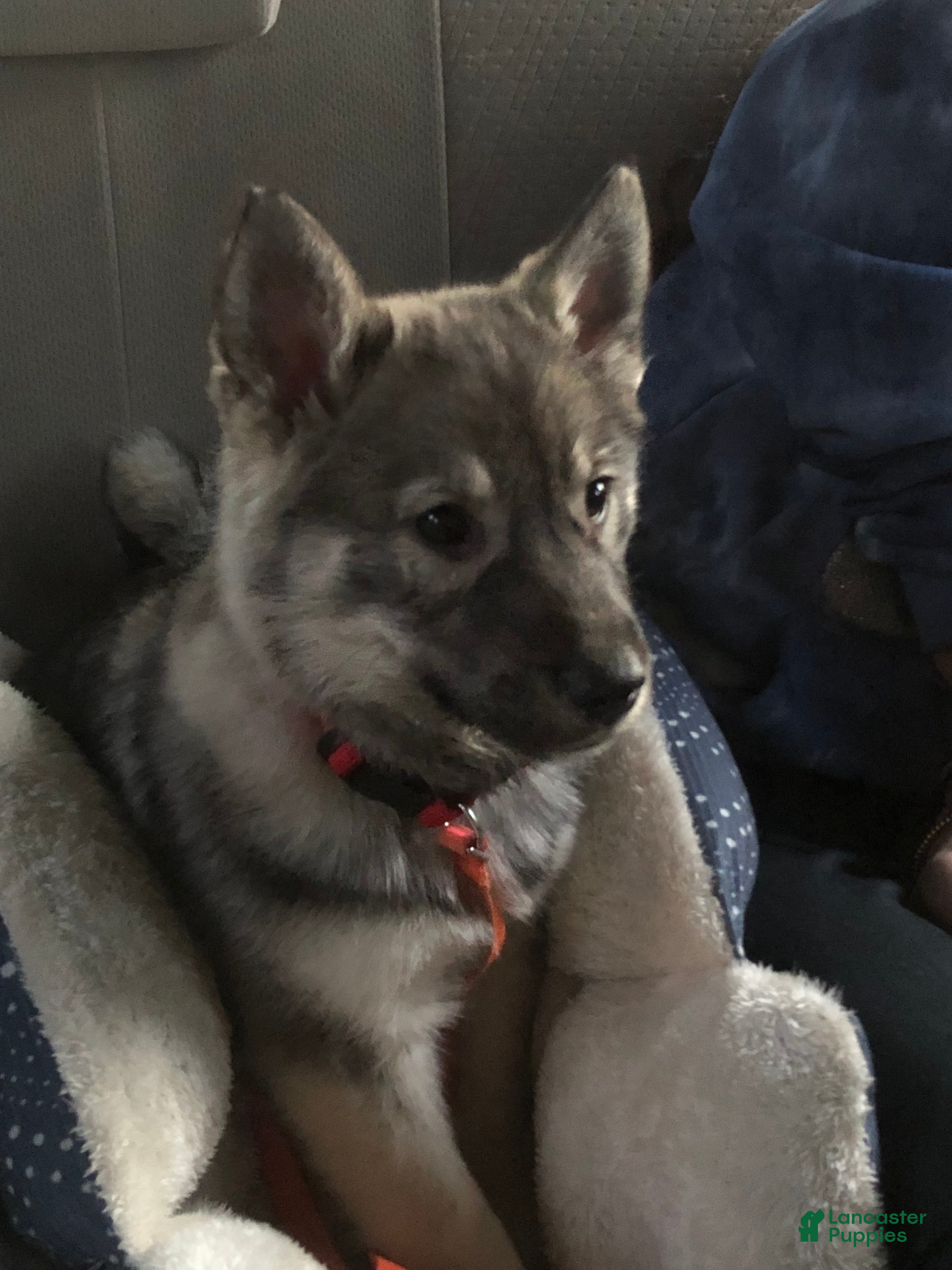 Norwegian Elkhound dogs Norwegian Elkhound Puppy 1 - Ad 26