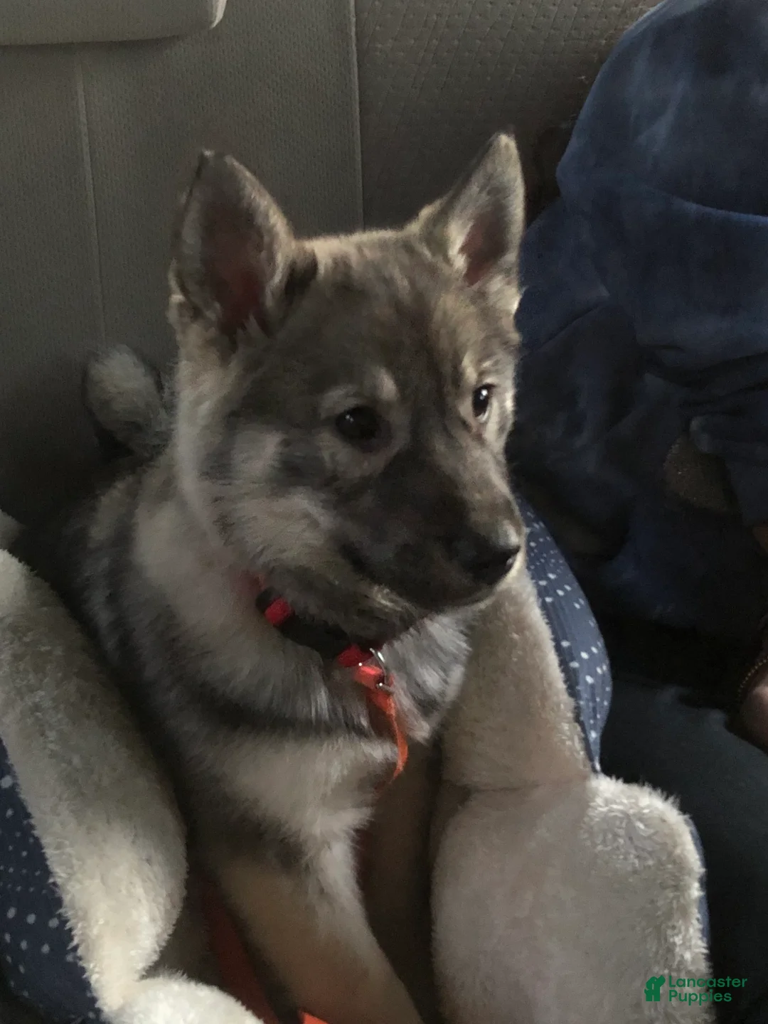 Norwegian Elkhound dogs for sale: Norwegian Elkhound Puppy 1 - Ad 1