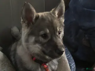 Norwegian Elkhound dogs Norwegian Elkhound Puppy 1 - Ad 26