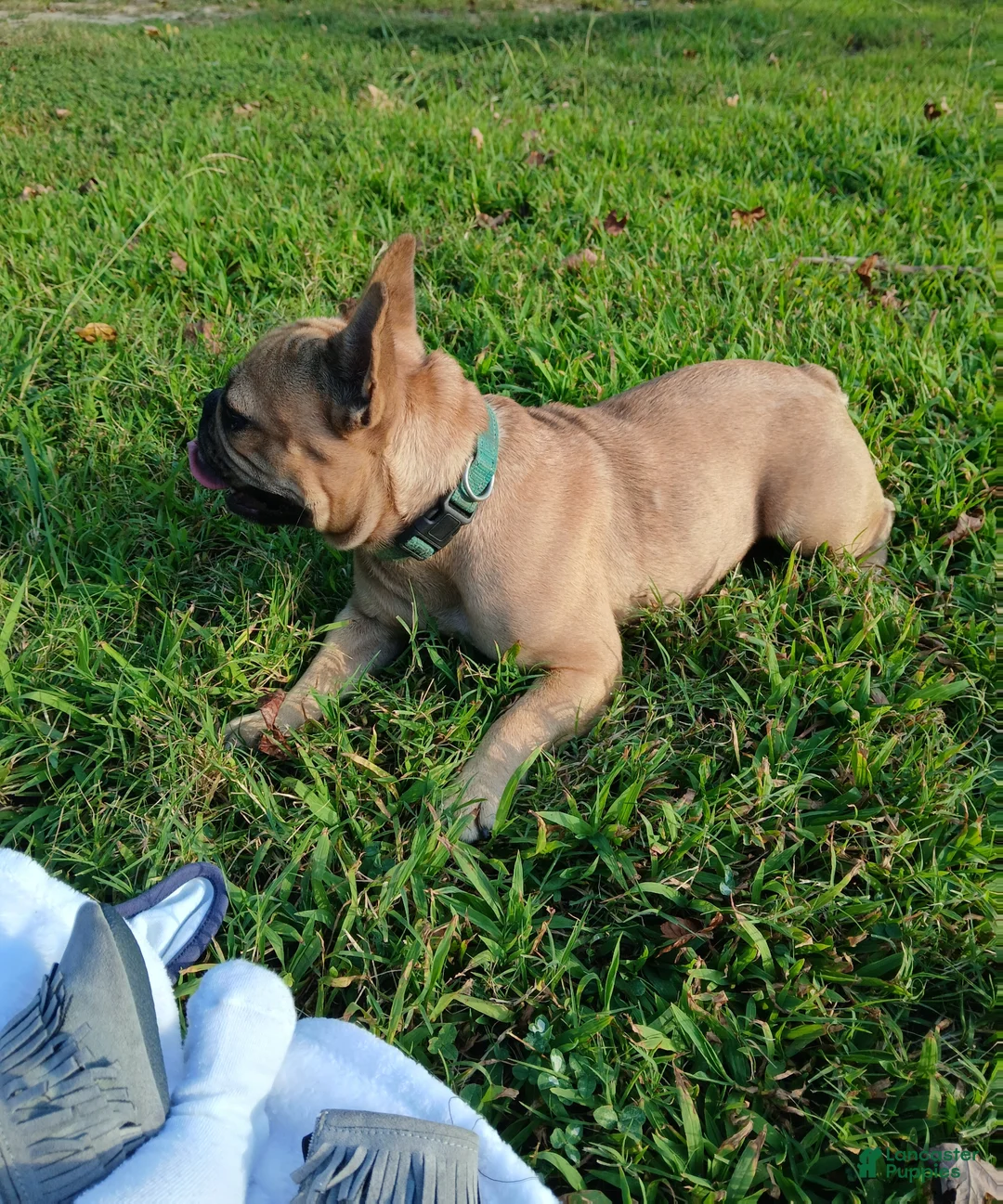 French Bulldog dogs for sale: French Bulldog Puppy 2 - Ad 2