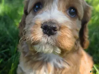 Cockapoo dogs Winnie - Ad 9