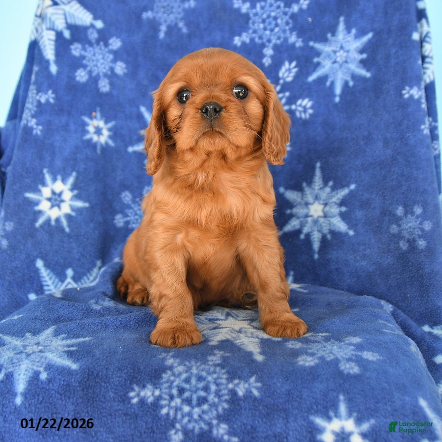 Cavalier King Charles Spaniel dogs Nash - Ad 10