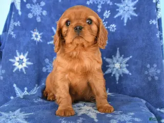 Cavalier King Charles Spaniel dogs Nash - Ad 13