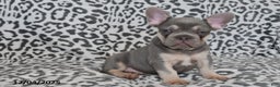 French Bulldog dogs for sale: Love Bug - Ad 1