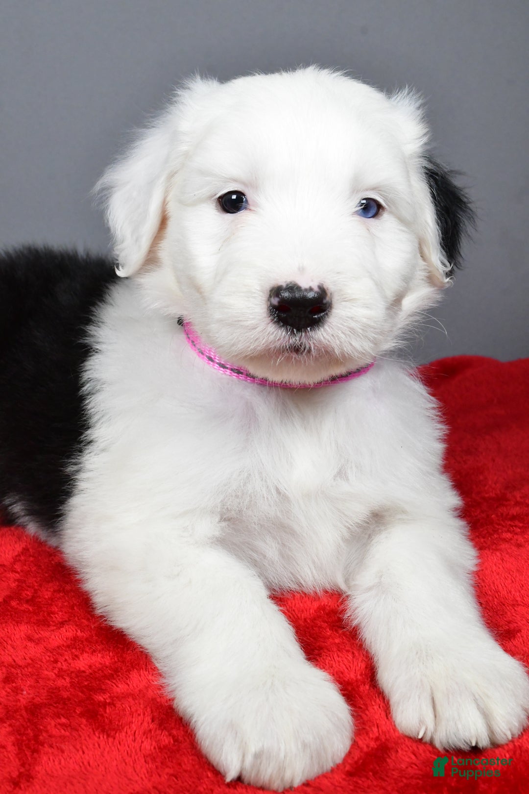 Old English Sheepdog dogs for sale: Bella - Ad 1