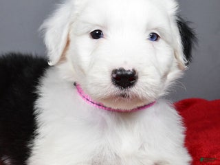 Old English Sheepdog dogs Bella - Ad 4