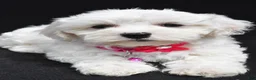 Maltipoo dogs for sale: Briella - Ad 4