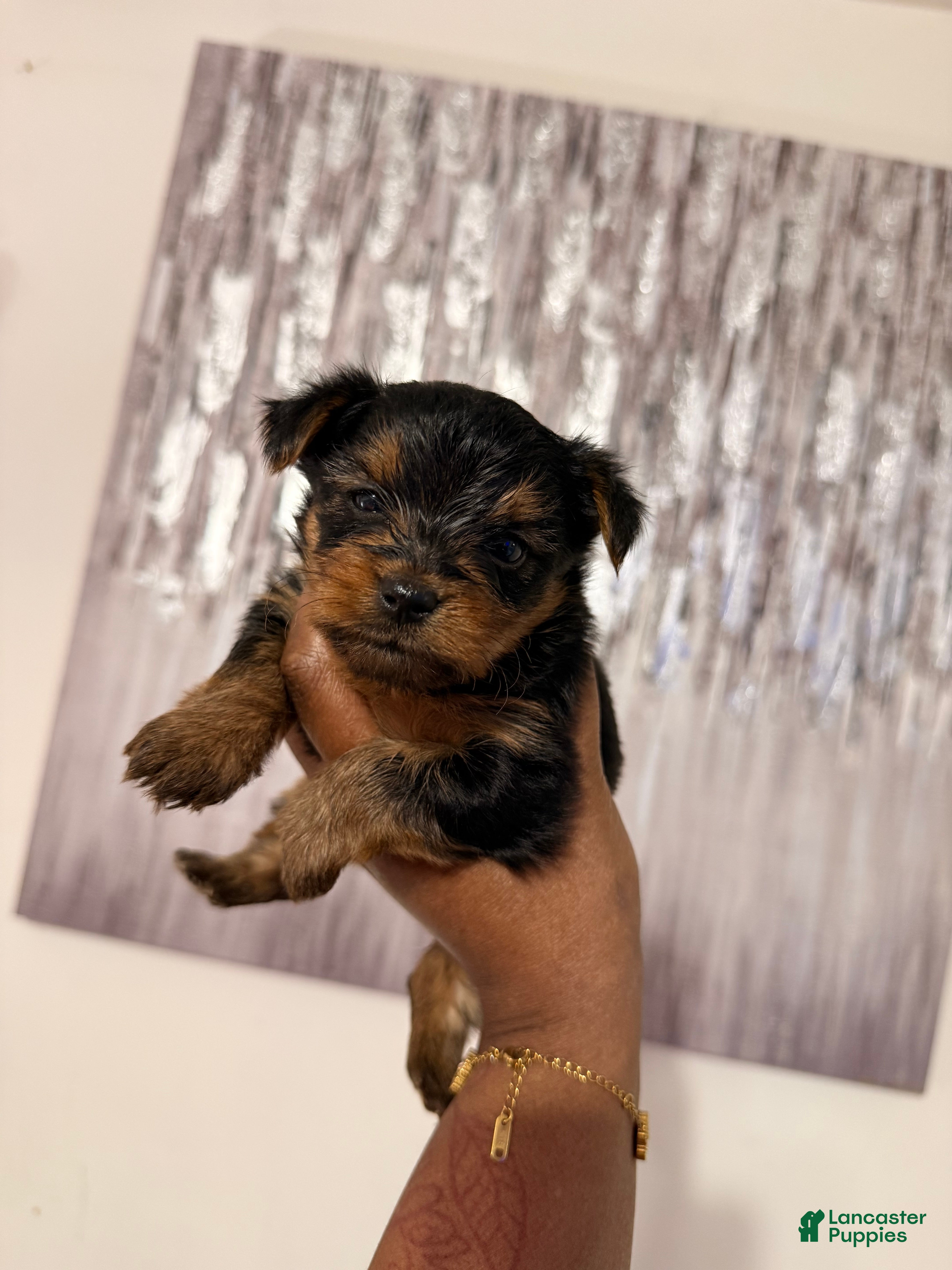 Yorkshire Terrier dogs Mona  - Ad 3