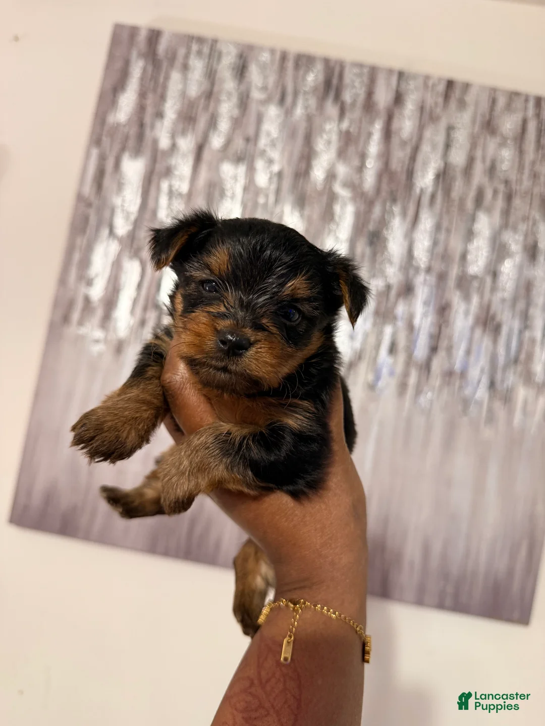 Yorkshire Terrier dogs for sale: Mona  - Ad 1