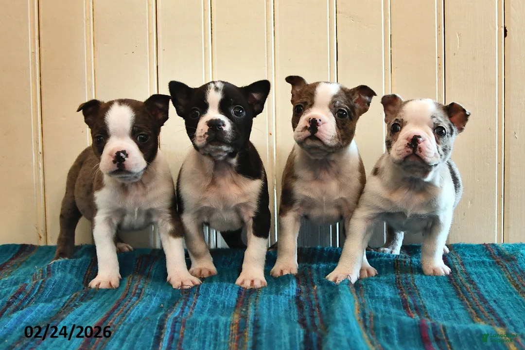Boston Terrier dogs for sale: Jennifer - Ad 3