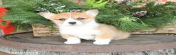 Welsh Corgi Pembroke dogs for sale: Apricot - Ad 2