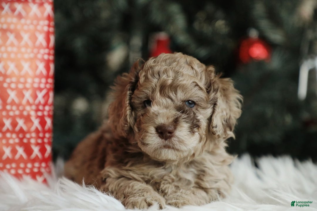 Mini Aussiedoodle dogs for sale: Rover - Ad 2