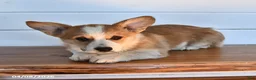 Welsh Corgi Pembroke dogs for sale: Toffee - Ad 5