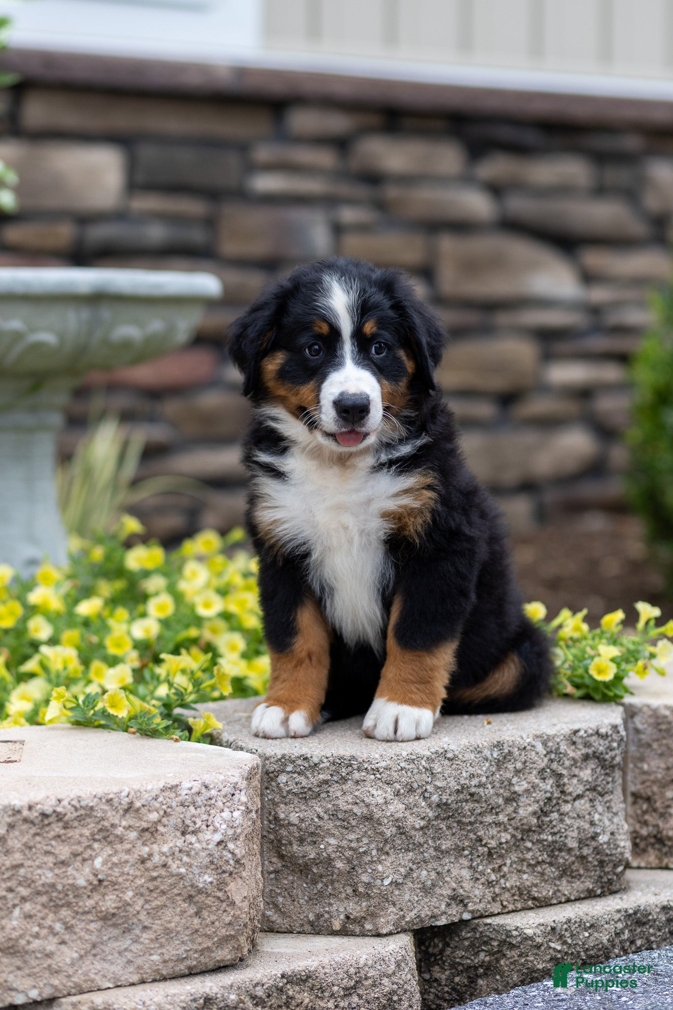 Bernese Mountain Dog dogs Reba - Ad 1