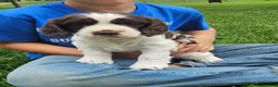 English Springer Spaniel dogs for sale: Carmen - Ad 8