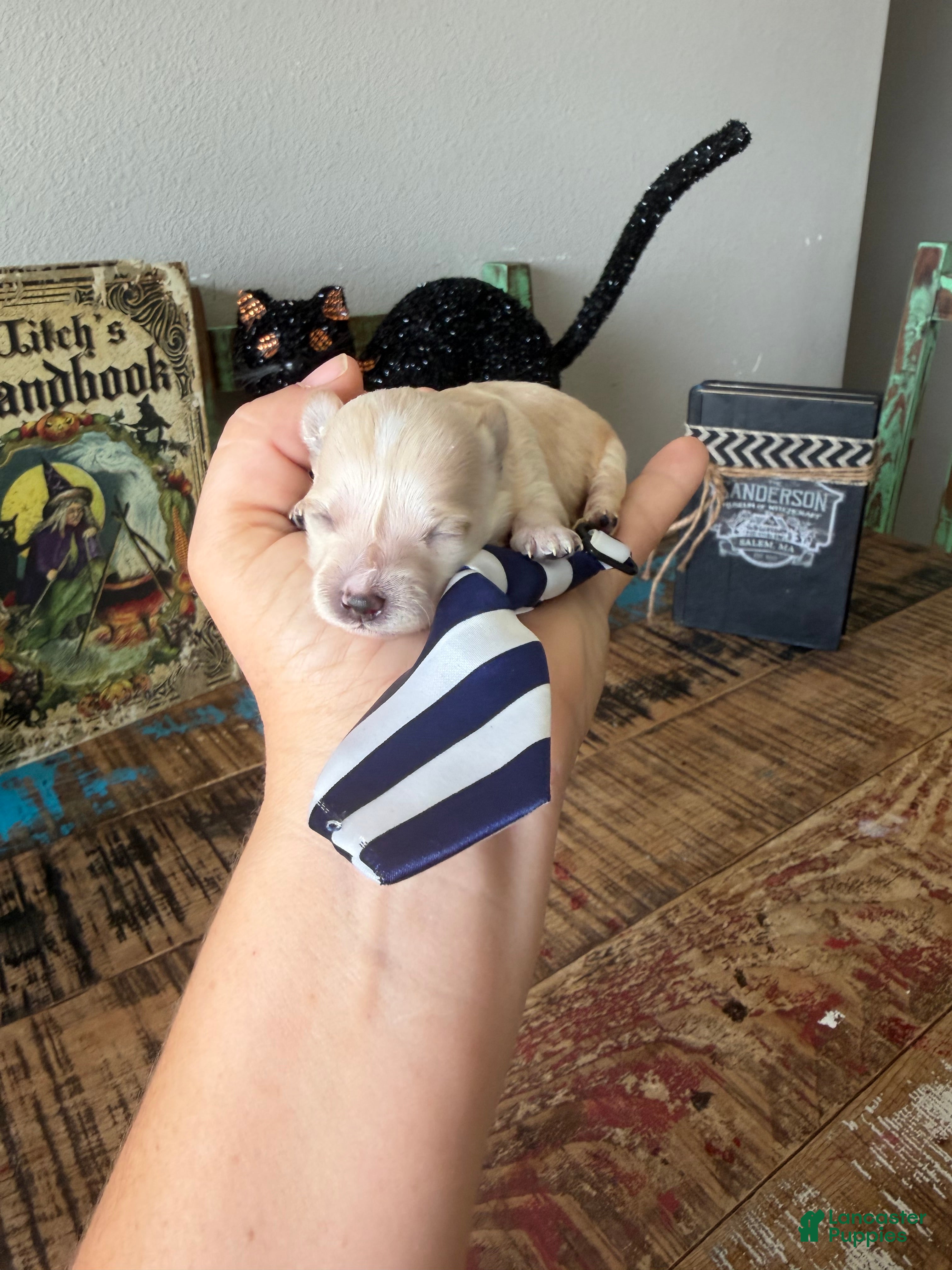 Maltipoo dogs for sale: Cali’s Boy! Blue & White Tie - Ad 11