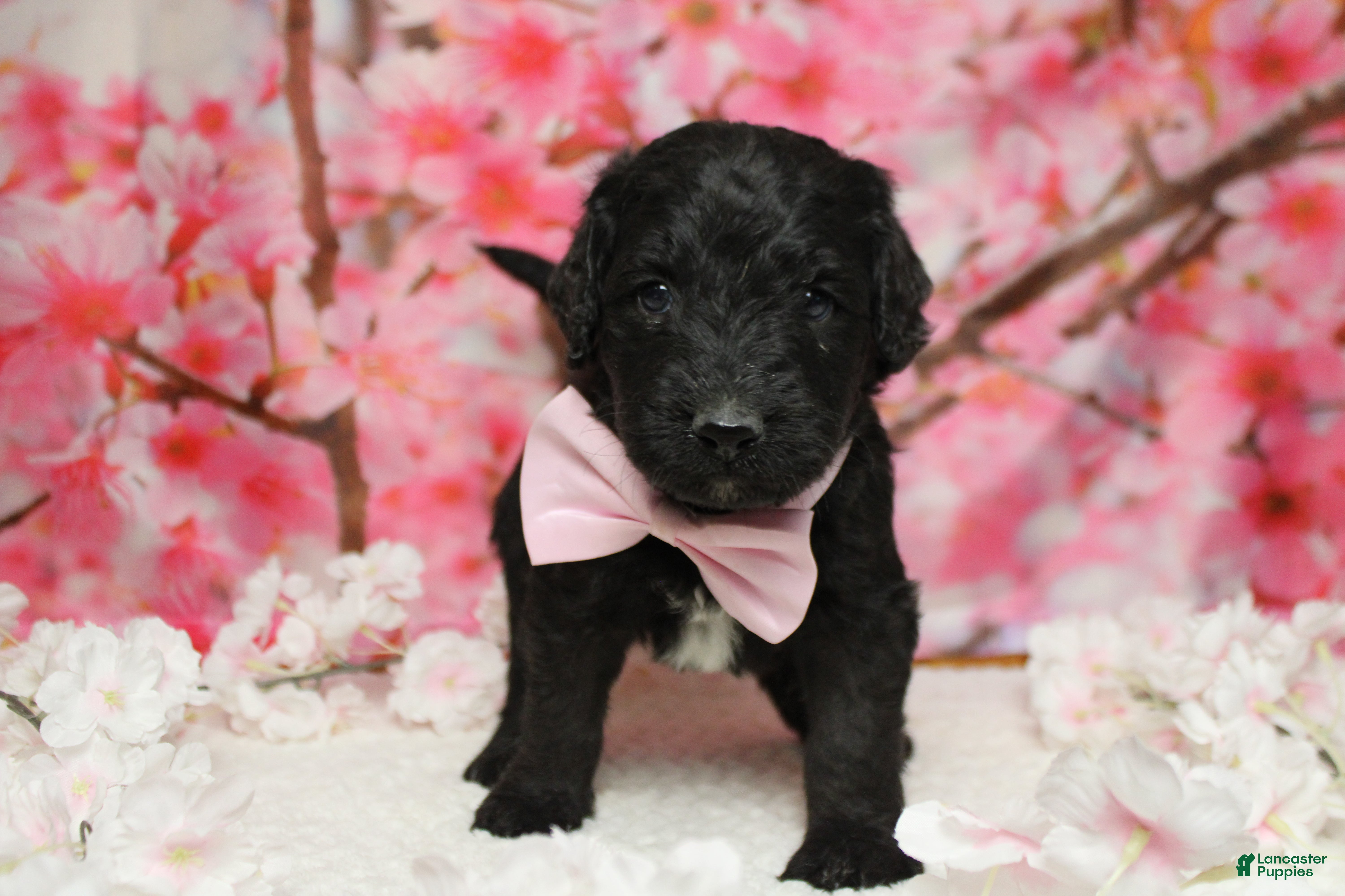 Bernedoodle dogs Zephyr  - Ad 13