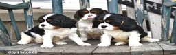 Cavalier King Charles Spaniel dogs for sale: Callie - Ad 3