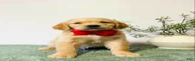 Charlie