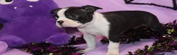 Boston Terrier dogs for sale: Zellah Our Curious Little Girl with a Big Personality - Ad 5