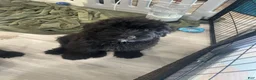 Bouvier Des Flandres dogs for sale: Bouvier Des Flandres 2 - Ad 22