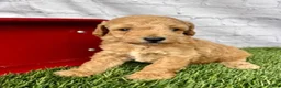 Miniature Poodle dogs for sale: Gunner Miniature Poodle  - Ad 5