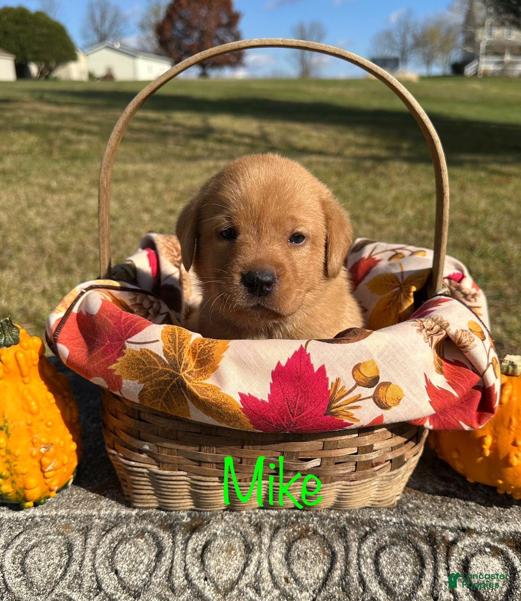 Labrador Retriever dogs Mike - Ad 14