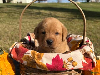 Labrador Retriever dogs Mike - Ad 24