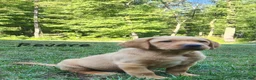 Labrador Retriever dogs for sale: Revere - Ad 7