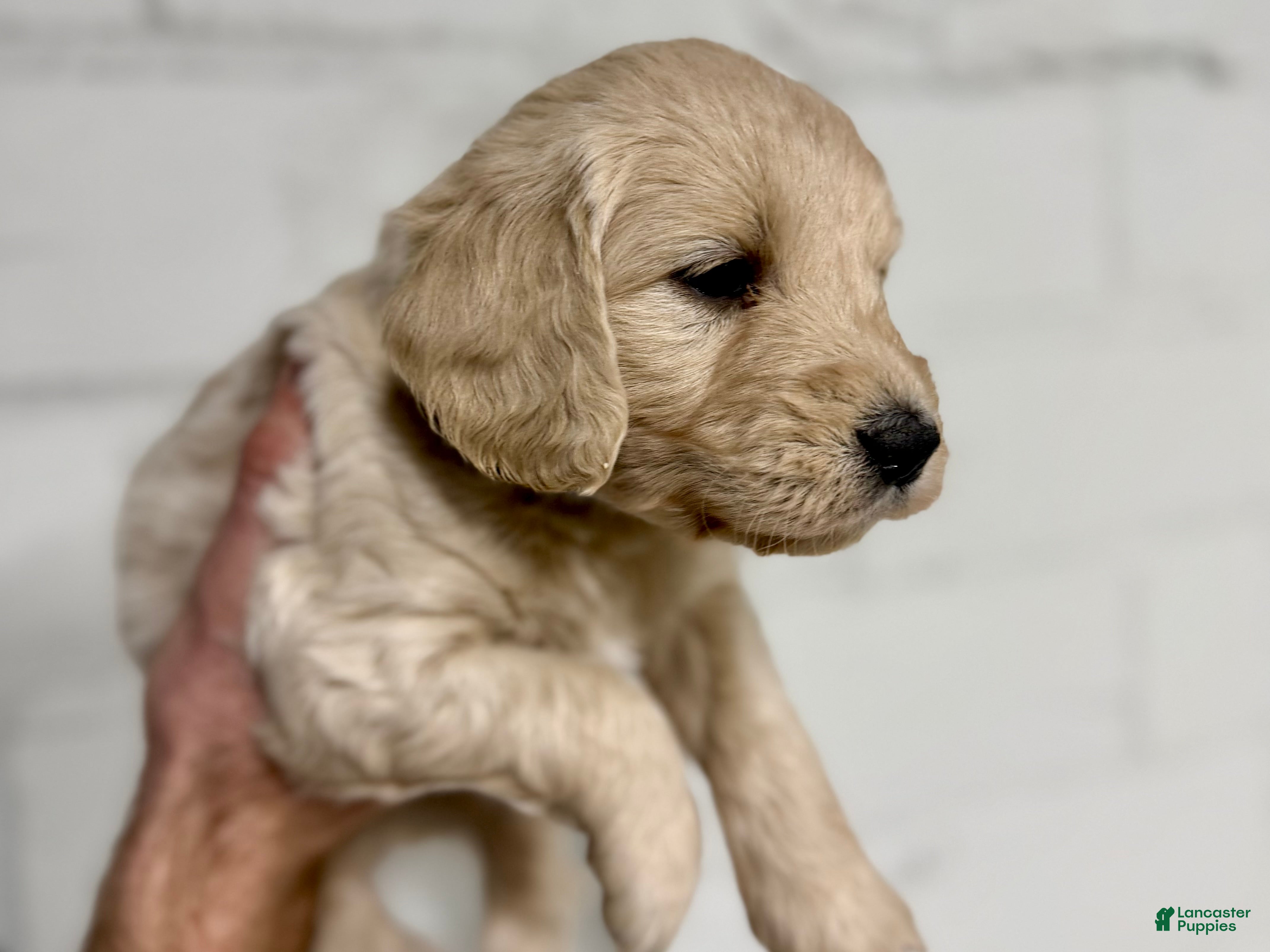 Mini Goldendoodle dogs Aspen  - Ad 24