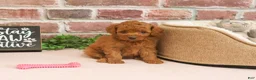 Cavapoo dogs for sale: Cupcake - Ad 4