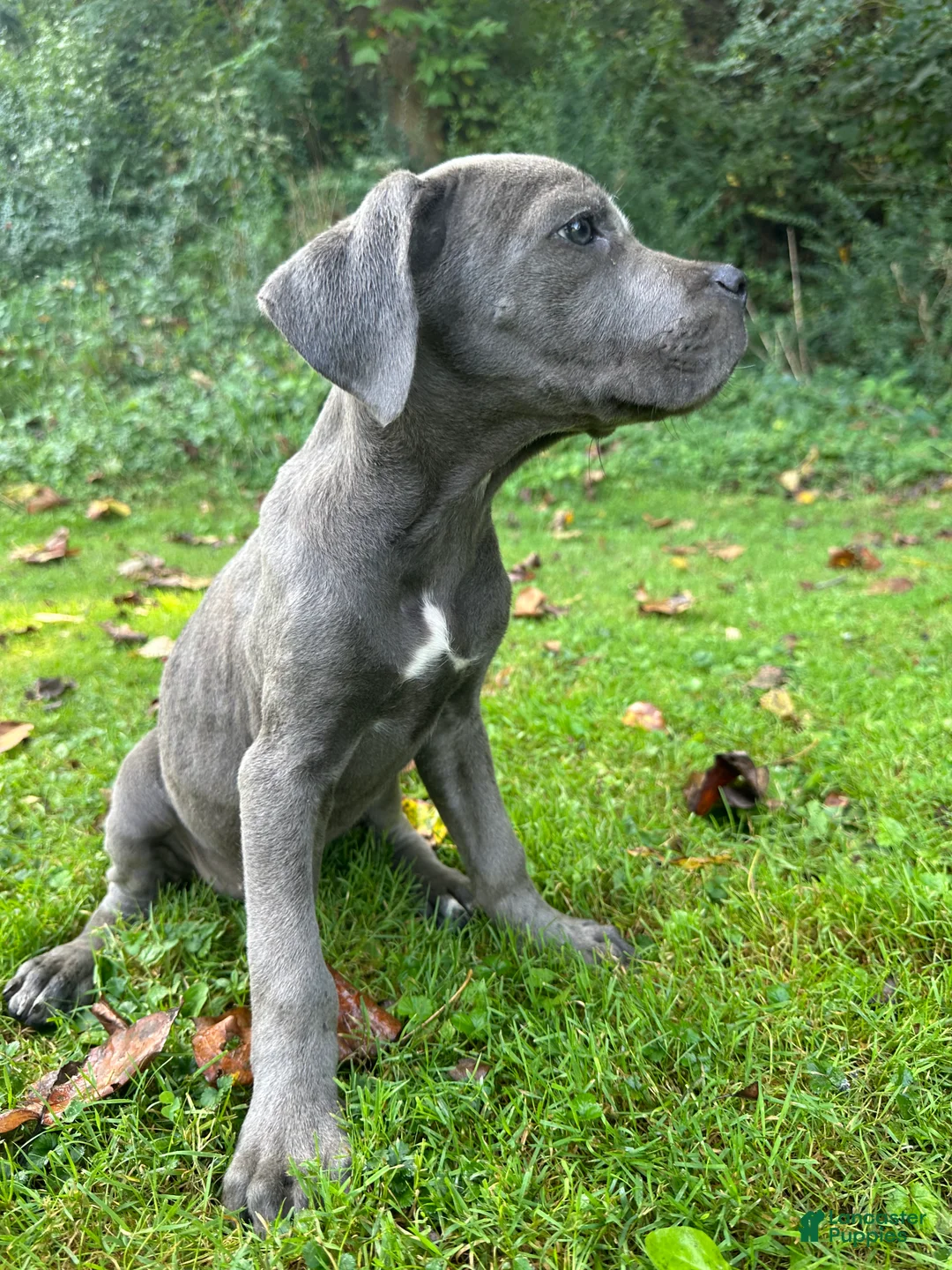 Cane Corso dogs for sale: Willow - Ad 2