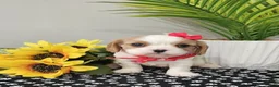 Cavalier King Charles Spaniel dogs for sale: ♥️SWEET HARPER♥️ - Ad 3