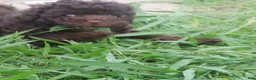 Toy Poodle dogs for sale: Godiva (Chocolate Phantom Female) - Ad 3