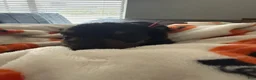 Miniature Dachshund dogs for sale: Oliver Aka Oli  - Ad 11