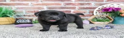 Labrador Retriever dogs for sale: Estelle - Ad 4