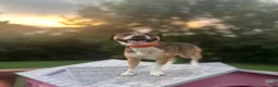 Mixed Breed dogs for stud: Rocky - Ad 7