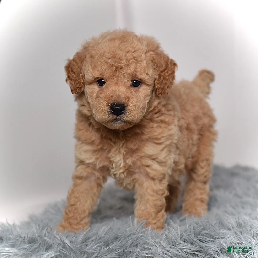 Mini Goldendoodle dogs for sale: Mr. Marco - Ad 1