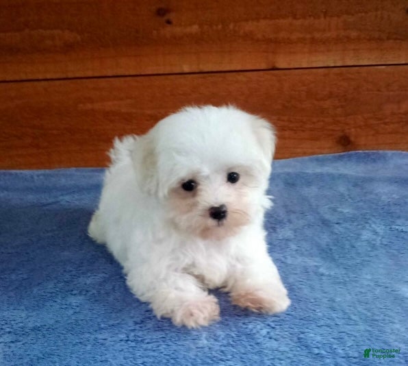 Maltese dogs Bentley - Ad 1
