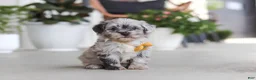 Havapoo dogs for sale: Buddy - Ad 1