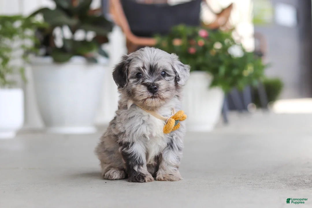 Havapoo dogs for sale: Buddy - Ad 1