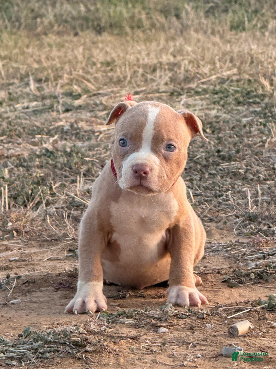 American Bully dogs for sale: American Bully Puppy 1 - Ad 1