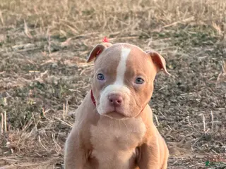 American Bully dogs American Bully Puppy 1 - Ad 16