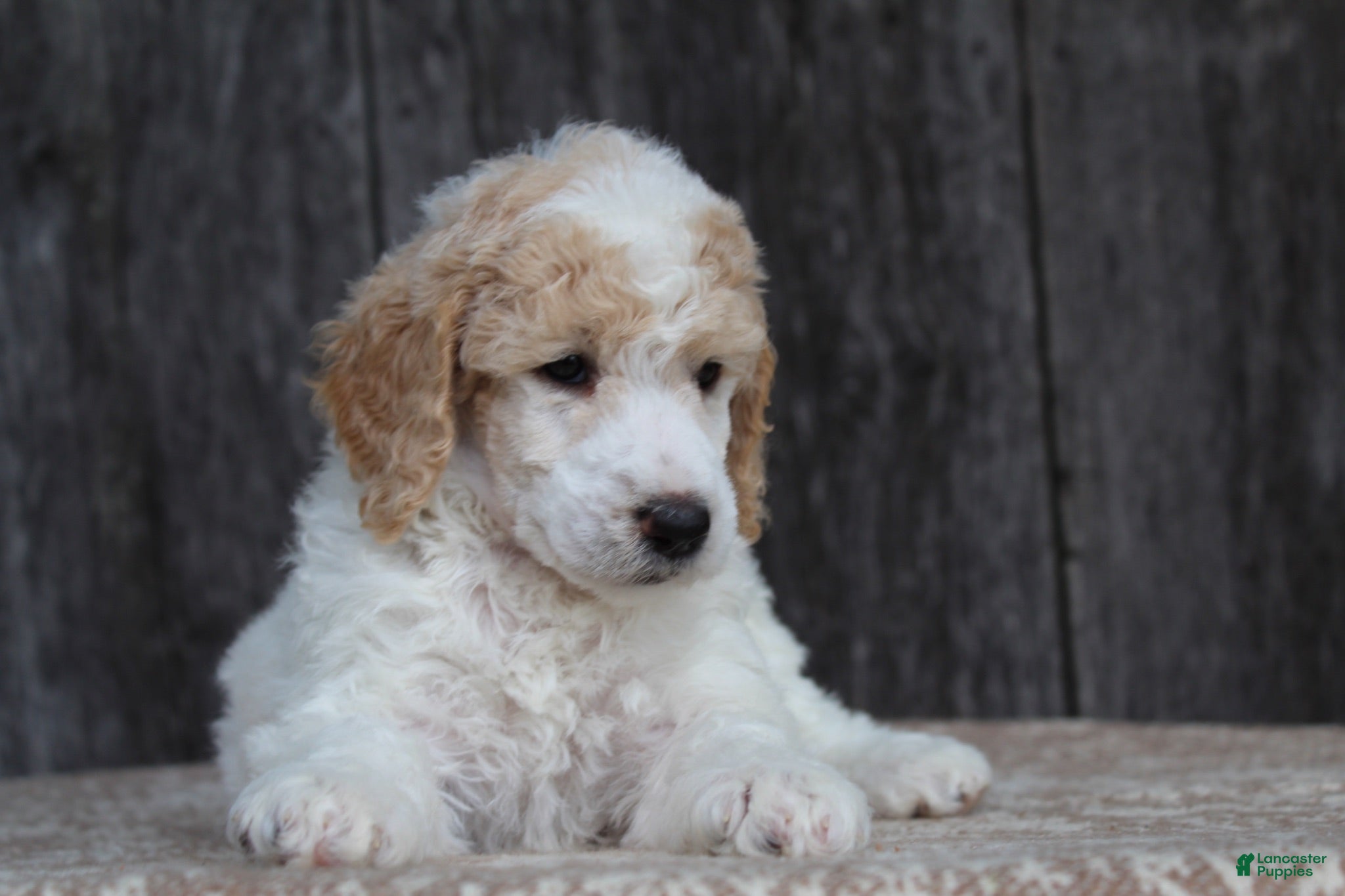 Standard Poodle dogs Willow AKC standard poodle - Ad 2